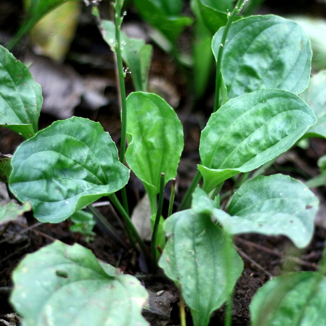 Kawakawa and Plantain Soothing Balm
