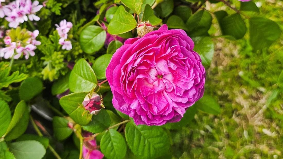November in the garden